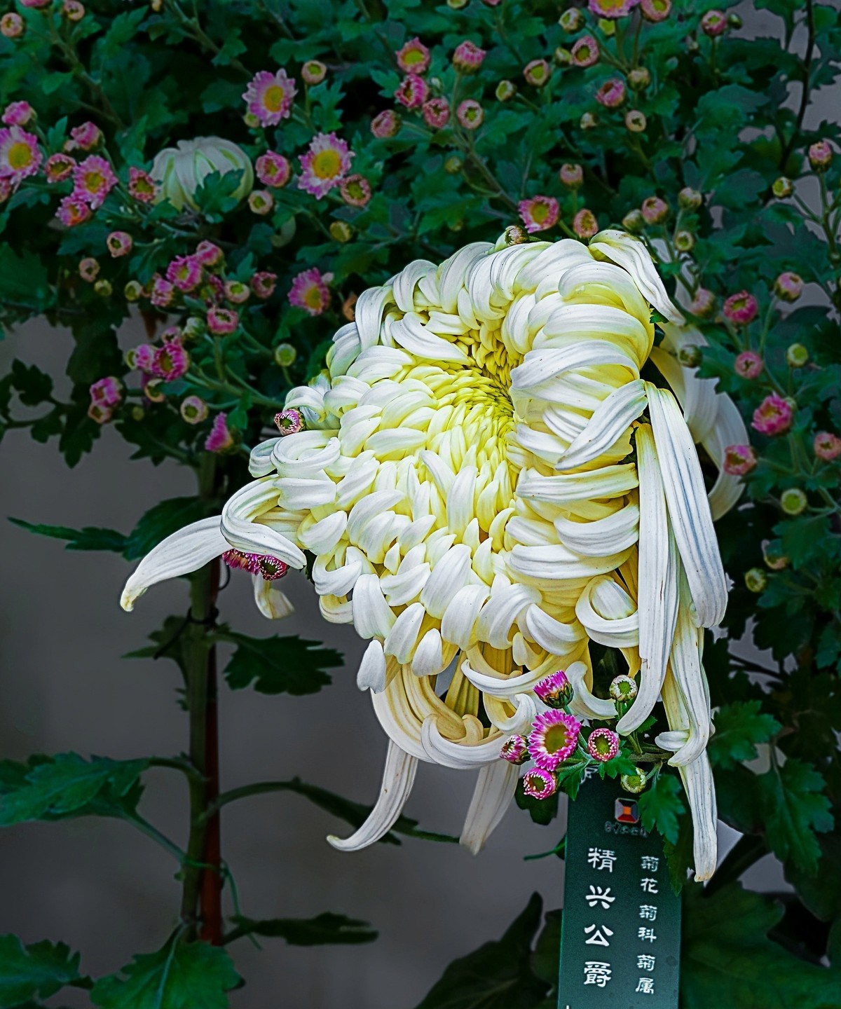 秋日中山公园20241105 《23》