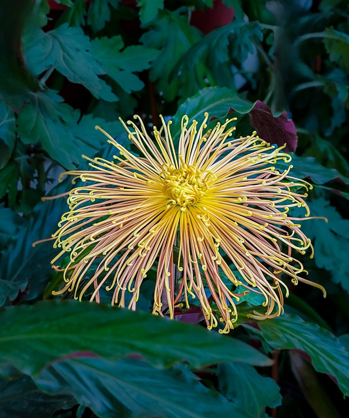 秋日中山公园20241105 《23》