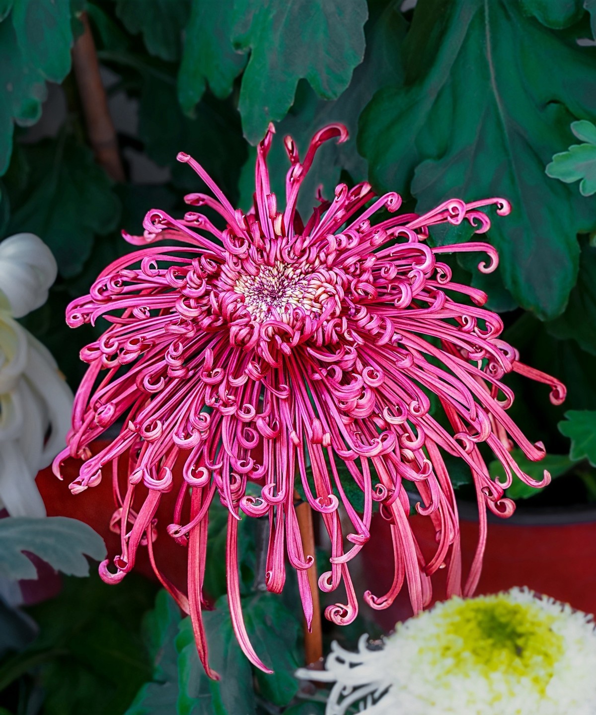 秋日中山公园20241105 《23》