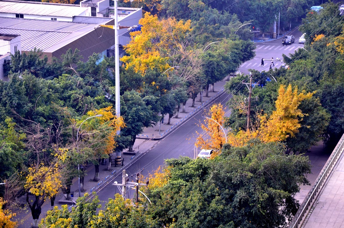 春季黄桷树又落叶了