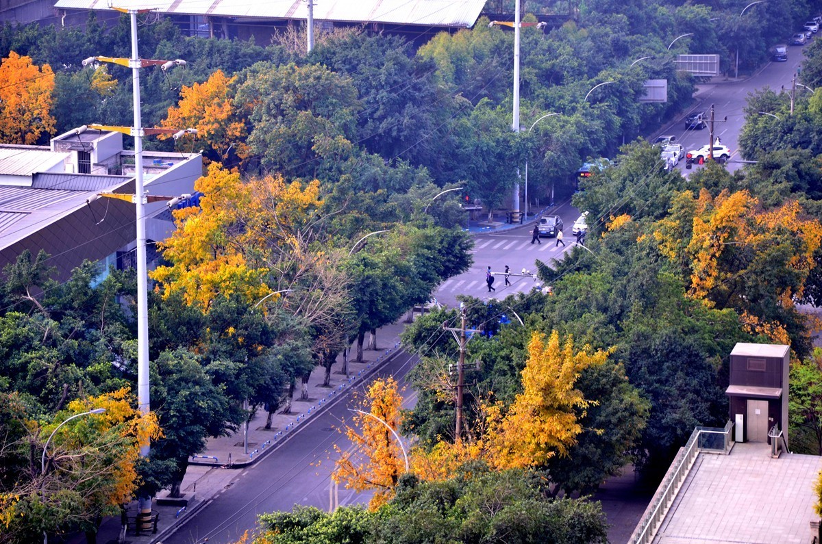 春季黄桷树又落叶了