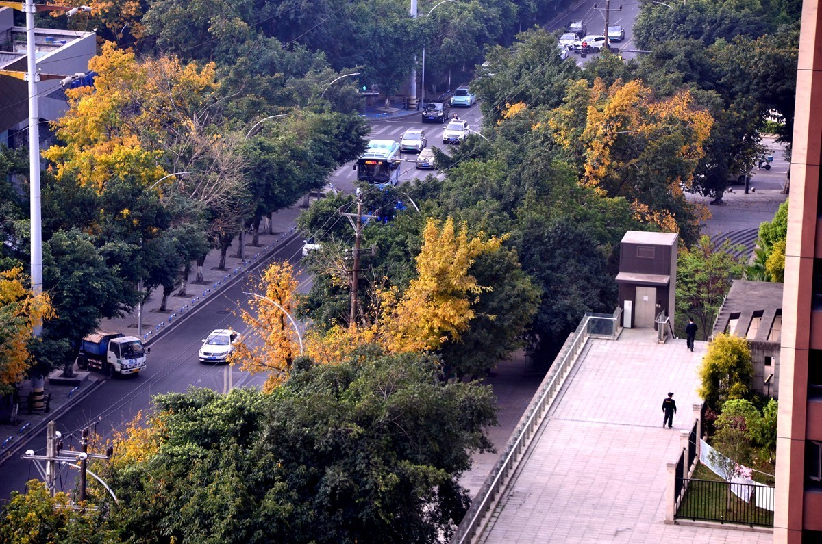 春季黄桷树又落叶了