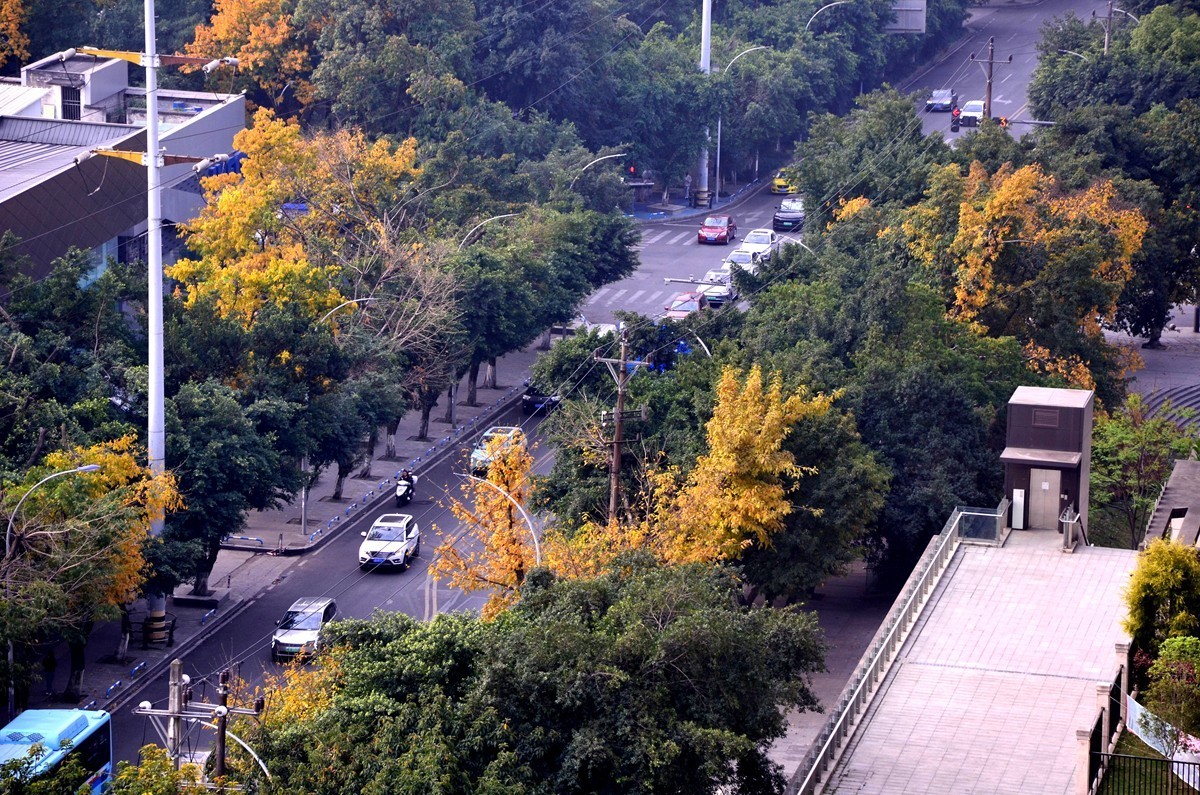 春季黄桷树又落叶了