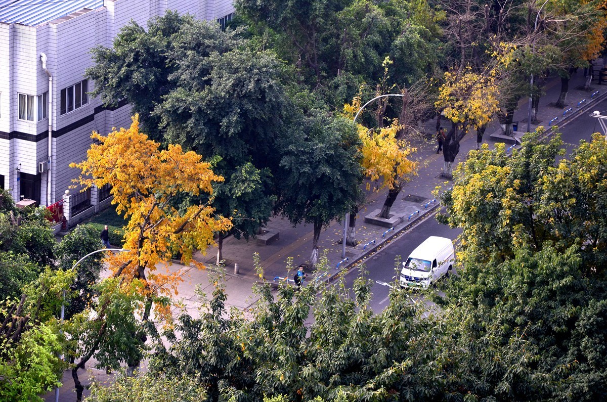 春季黄桷树又落叶了
