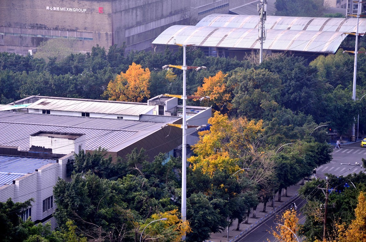 春季黄桷树又落叶了