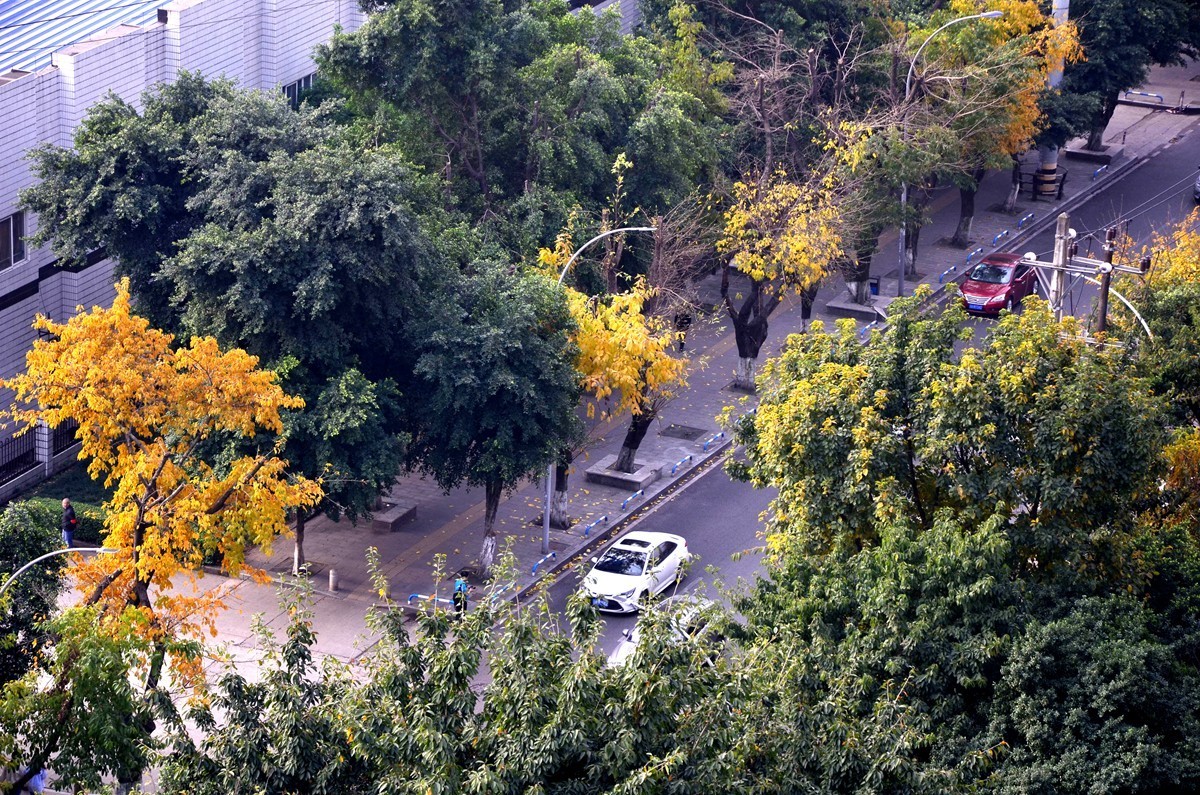 春季黄桷树又落叶了