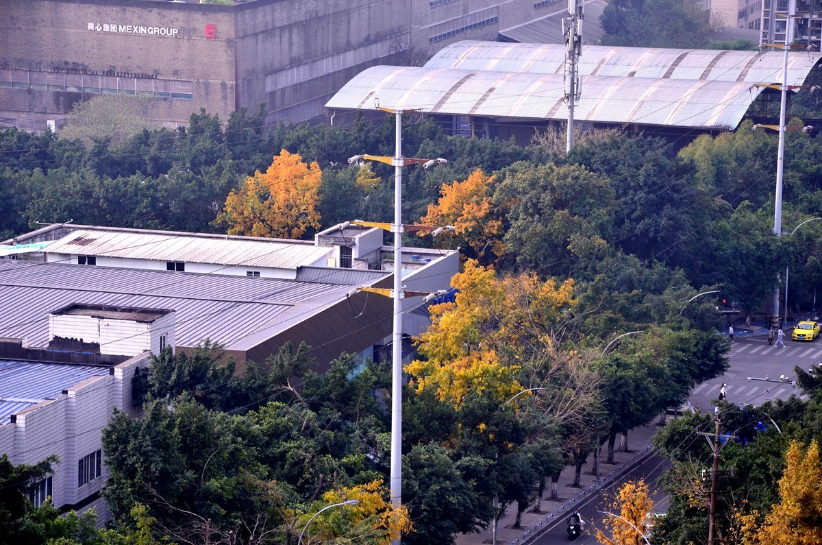 春季黄桷树又落叶了