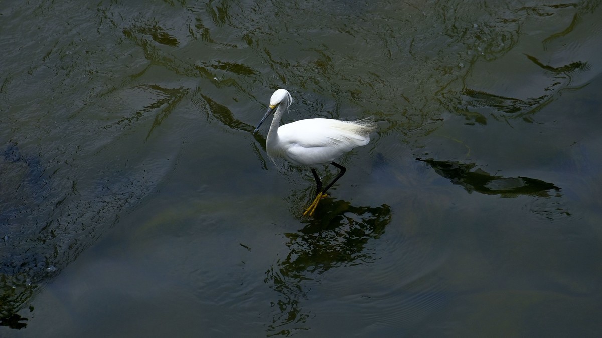 鹭鸟随拍（二）