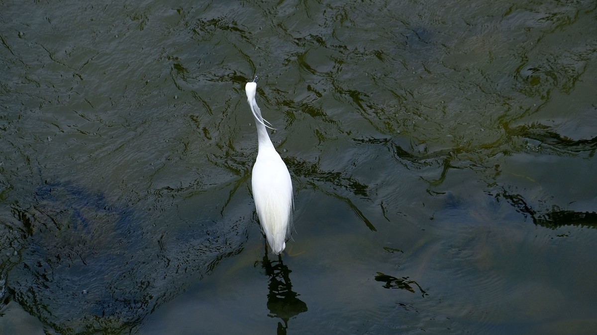 鹭鸟随拍（二）