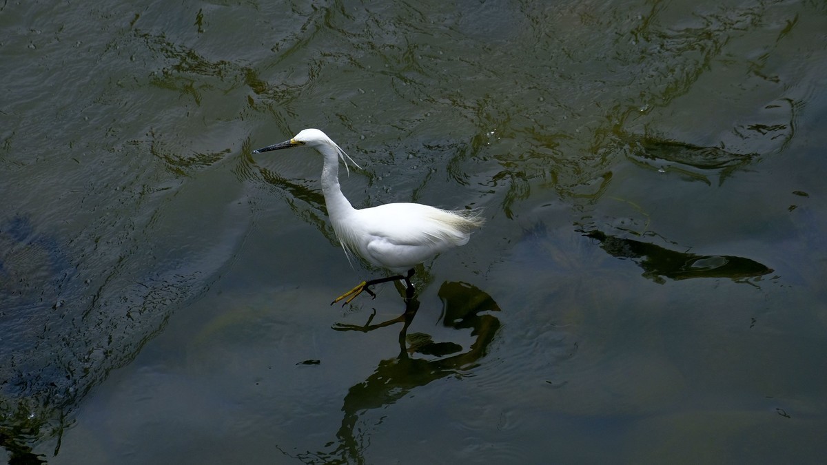 鹭鸟随拍（二）