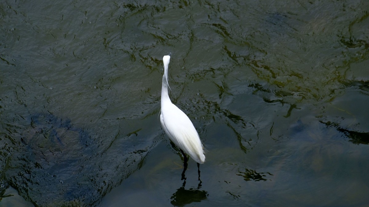 鹭鸟随拍（二）