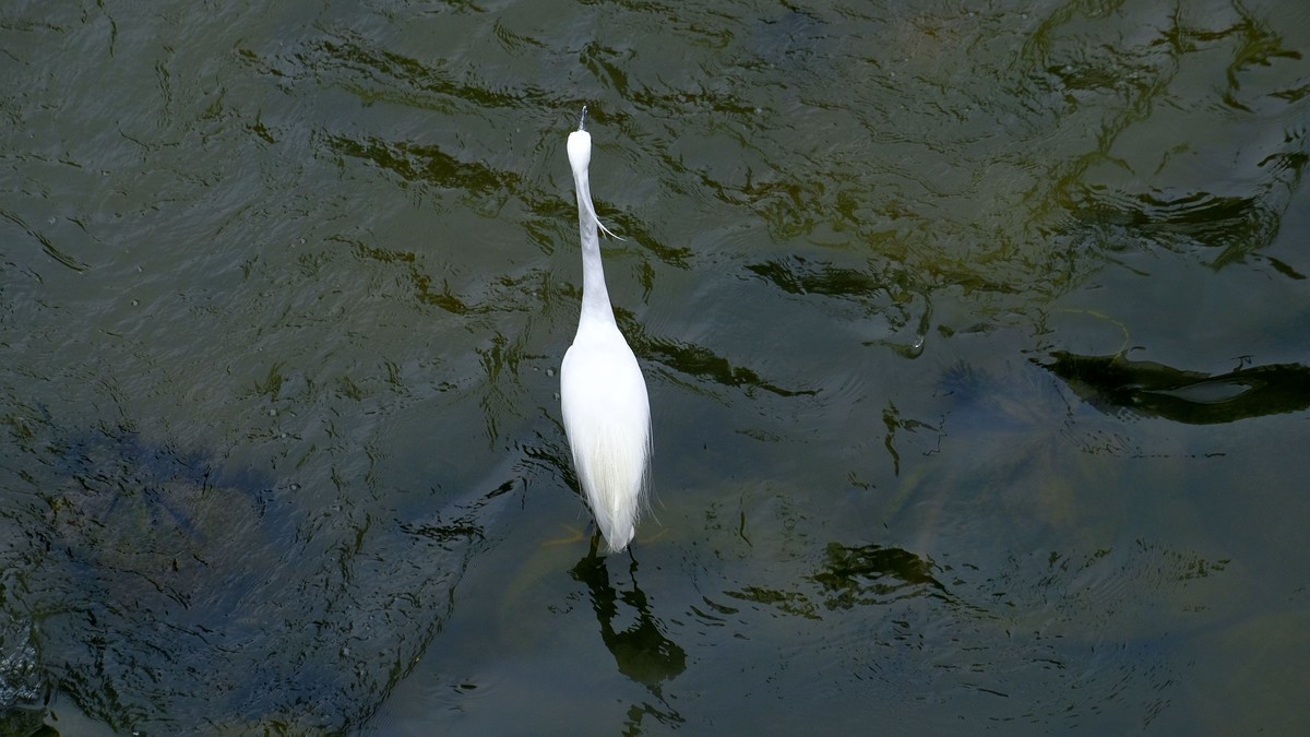 鹭鸟随拍（二）