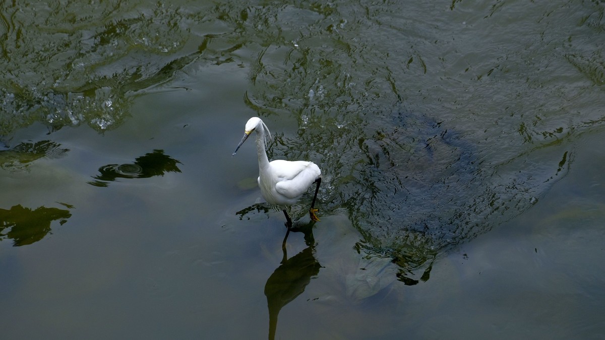 鹭鸟随拍（二）