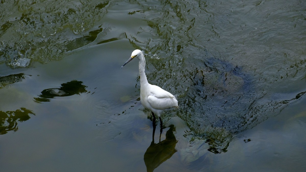 鹭鸟随拍（二）
