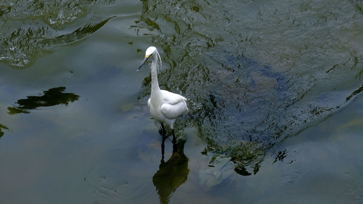 鹭鸟随拍（二）