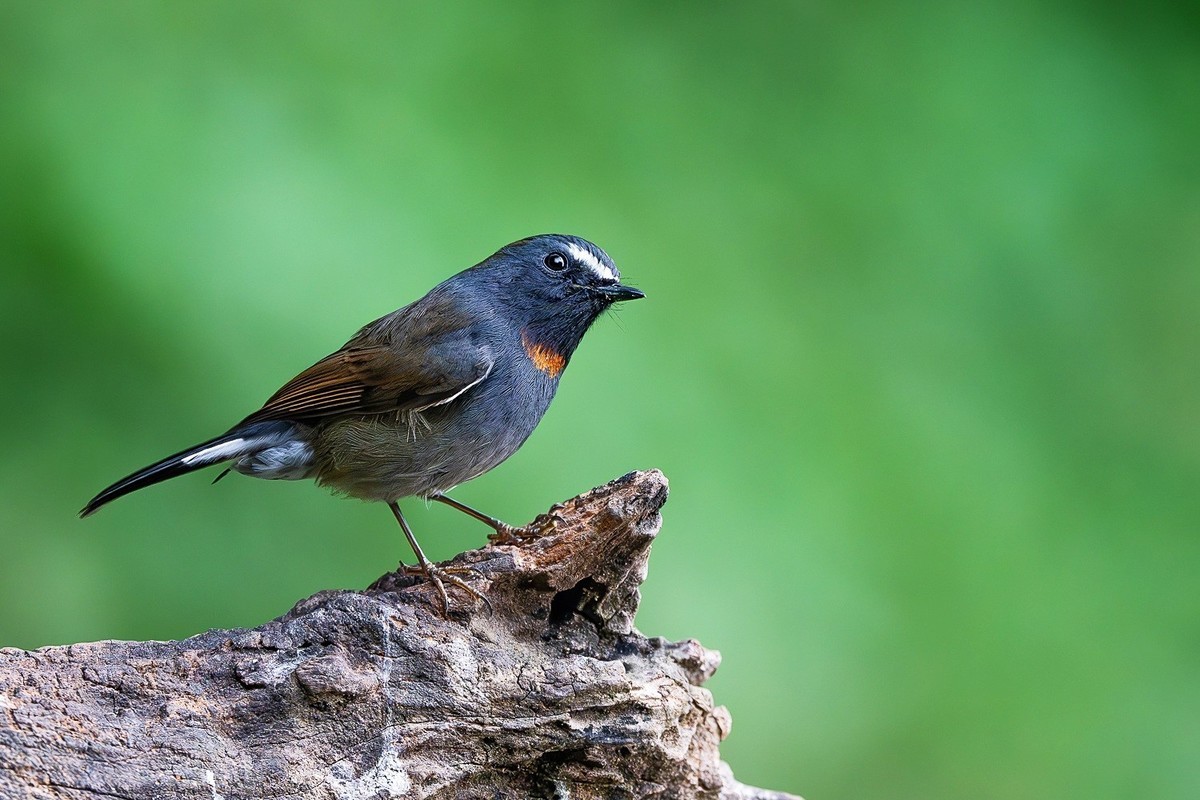 倩影穿梭花绽处，彩翎翻转叶摇光。