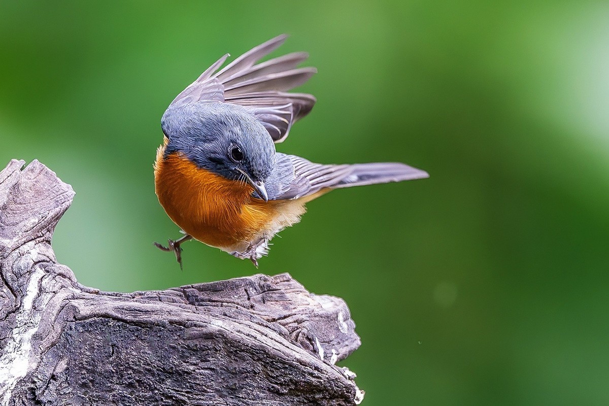 倩影穿梭花绽处，彩翎翻转叶摇光。