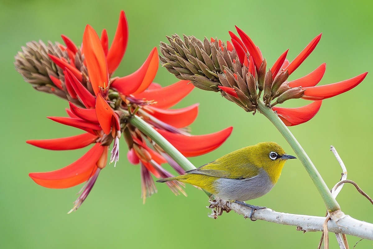 倩影穿梭花绽处，彩翎翻转叶摇光。