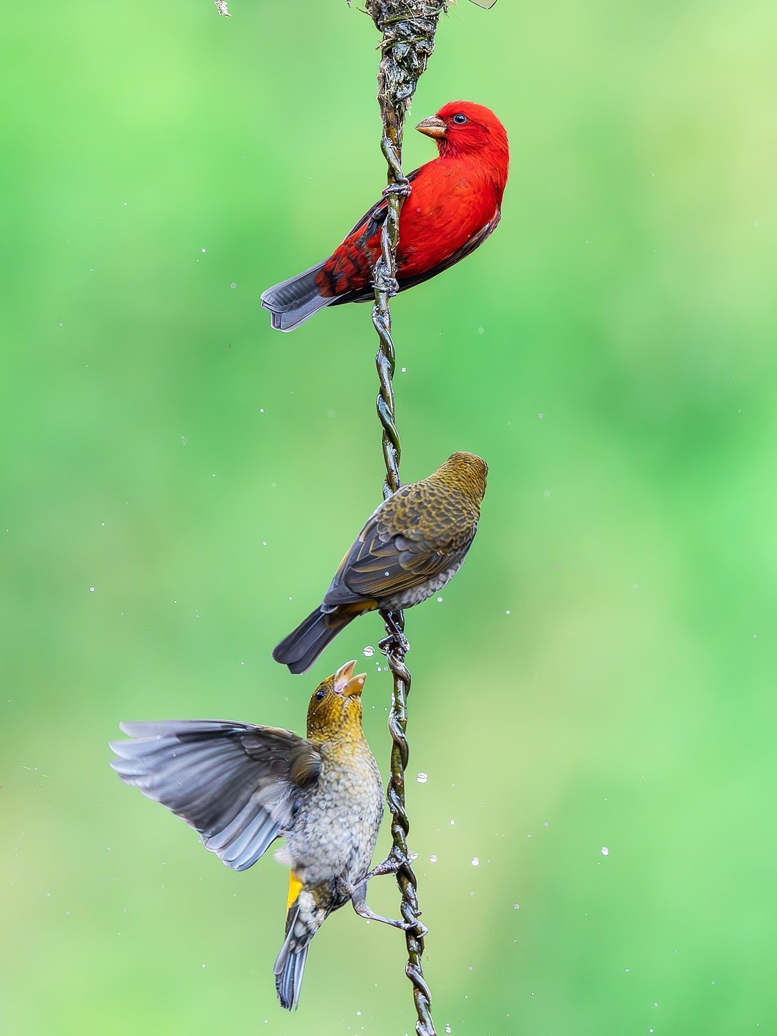 倩影穿梭花绽处，彩翎翻转叶摇光。