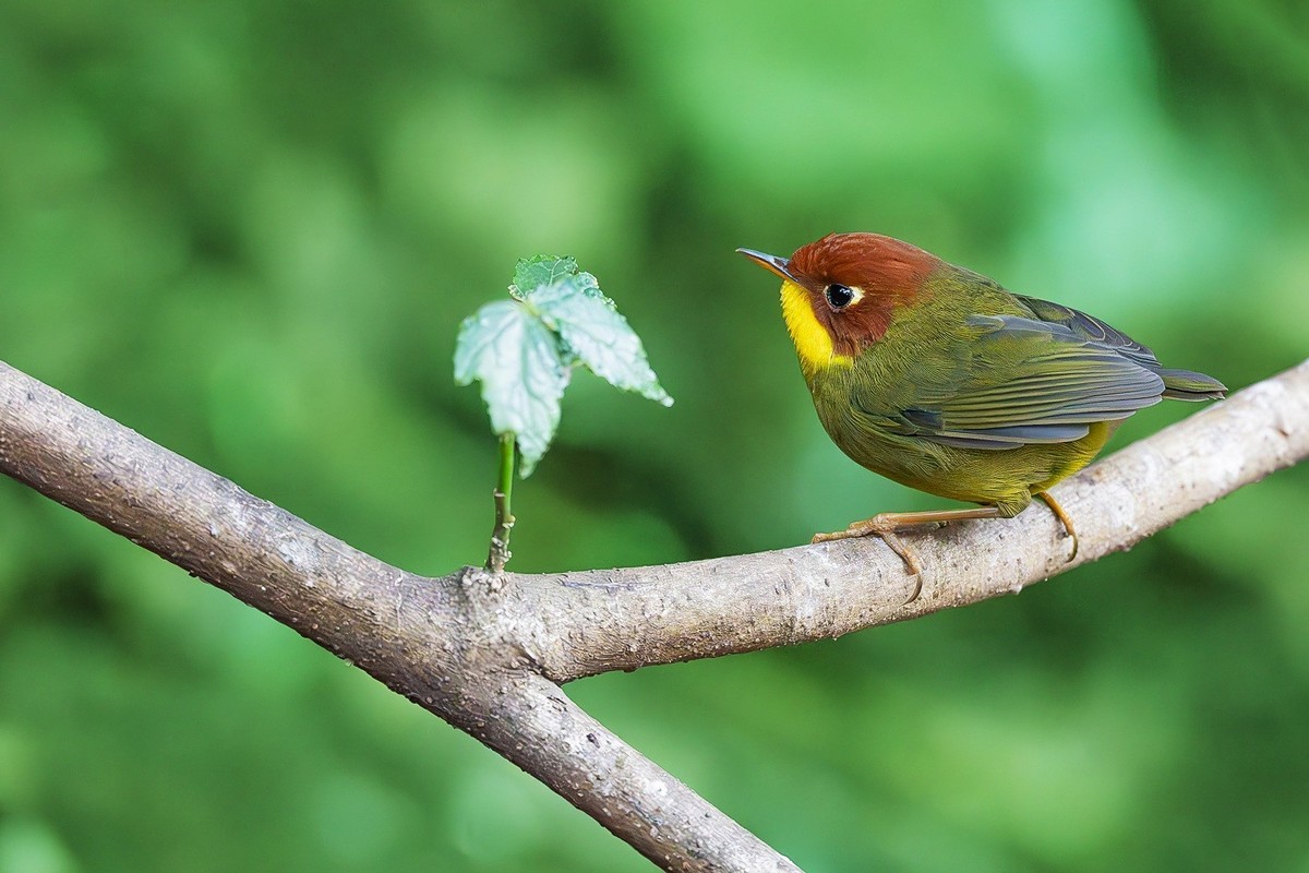 倩影穿梭花绽处，彩翎翻转叶摇光。