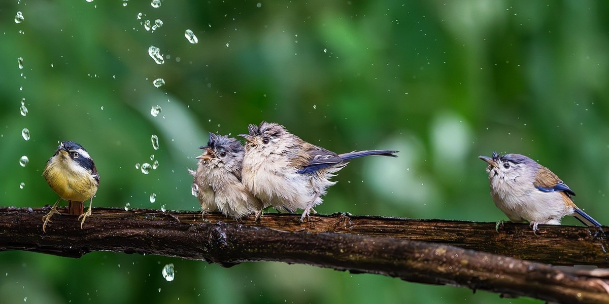 倩影穿梭花绽处，彩翎翻转叶摇光。