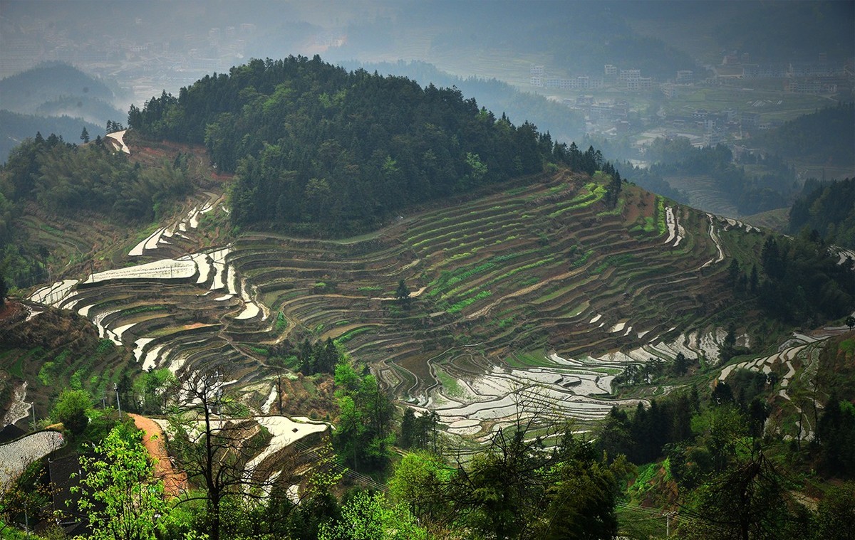 紫  鹊  界  梯  田