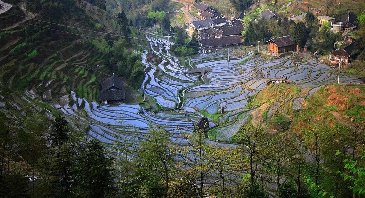 紫  鹊  界  梯  田
