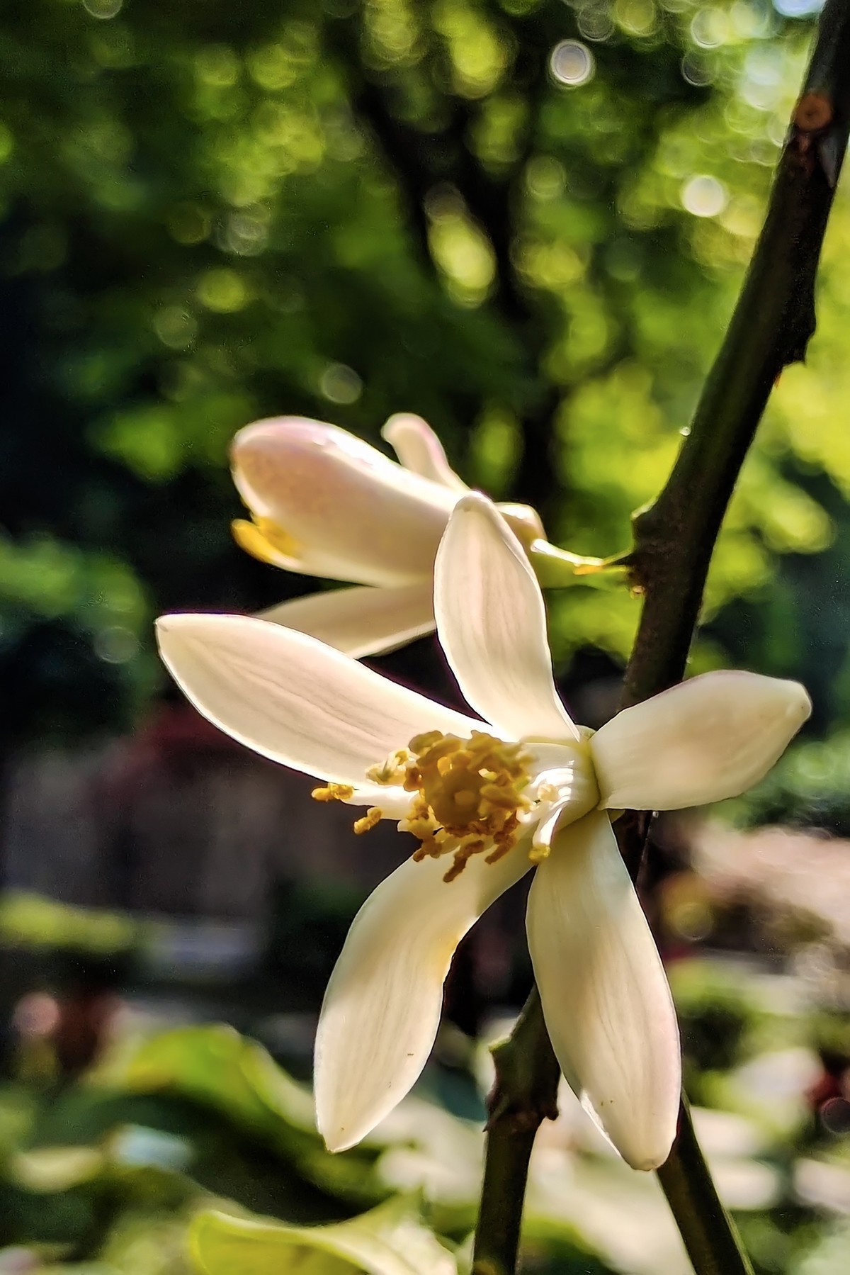 柠檬开花