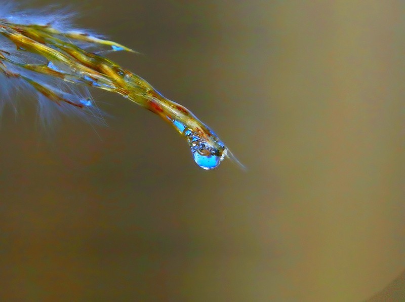 697【不老松：海南游摄纪实】临高长島兰湾：初拍水滴！不成样子！(没有微距镜头及必须