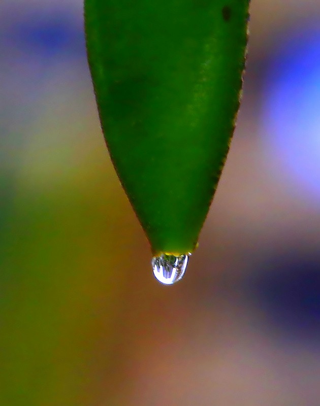 697【不老松：海南游摄纪实】临高长島兰湾：初拍水滴！不成样子！(没有微距镜头及必须