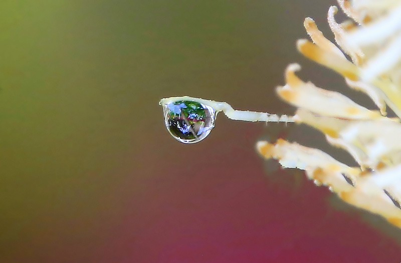 697【不老松：海南游摄纪实】临高长島兰湾：初拍水滴！不成样子！(没有微距镜头及必须