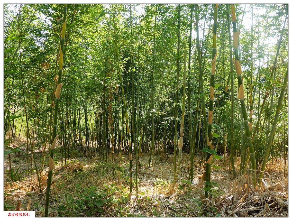 家乡的风景------福建南平延平建溪(常坑段)河畔风光(下)