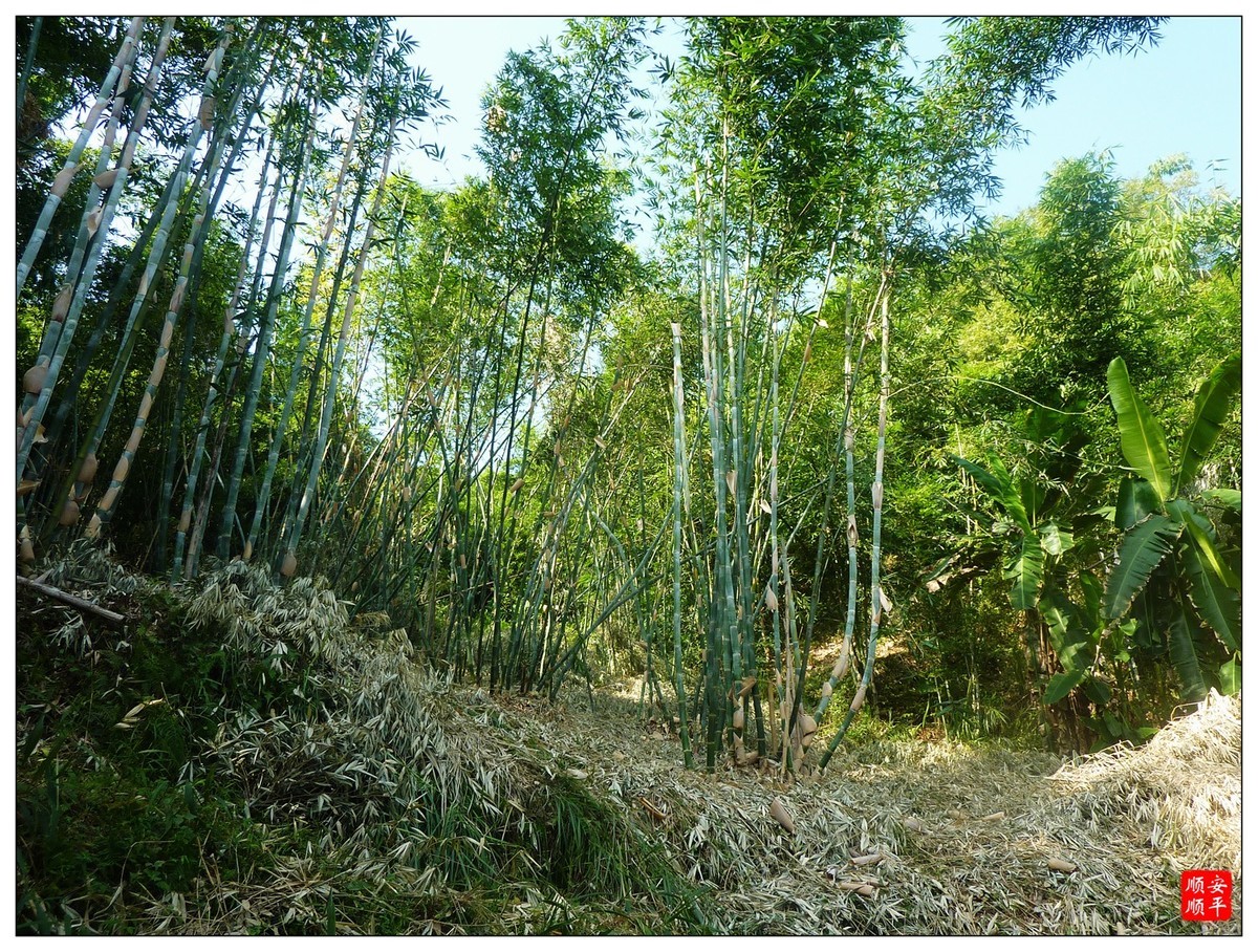 家乡的风景------福建南平延平建溪(常坑段)河畔风光(下)