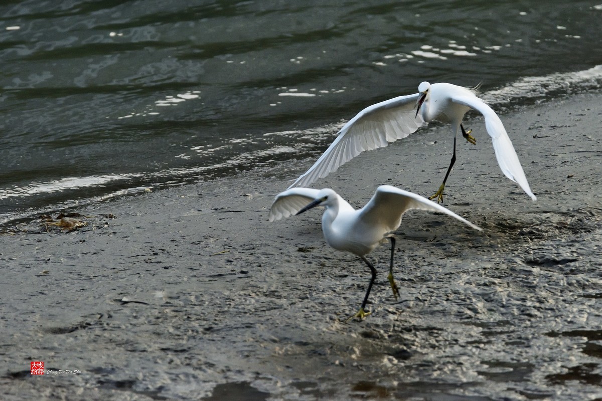拍鹭纪实【269】