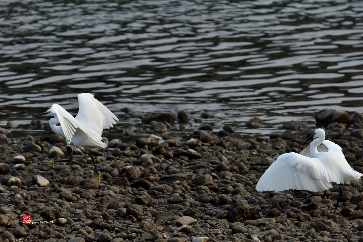 拍鹭纪实【269】