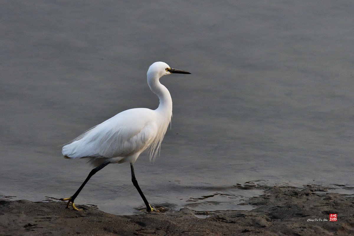 拍鹭纪实【269】