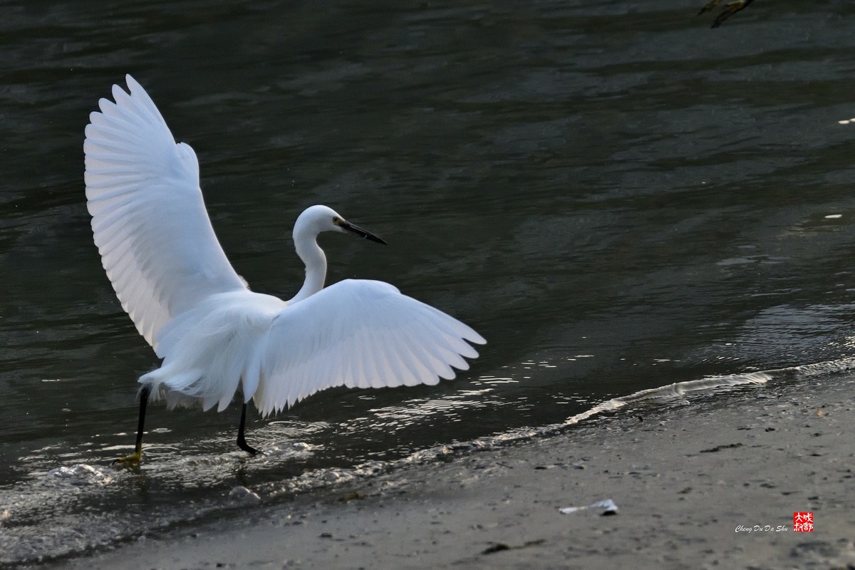 拍鹭纪实【269】