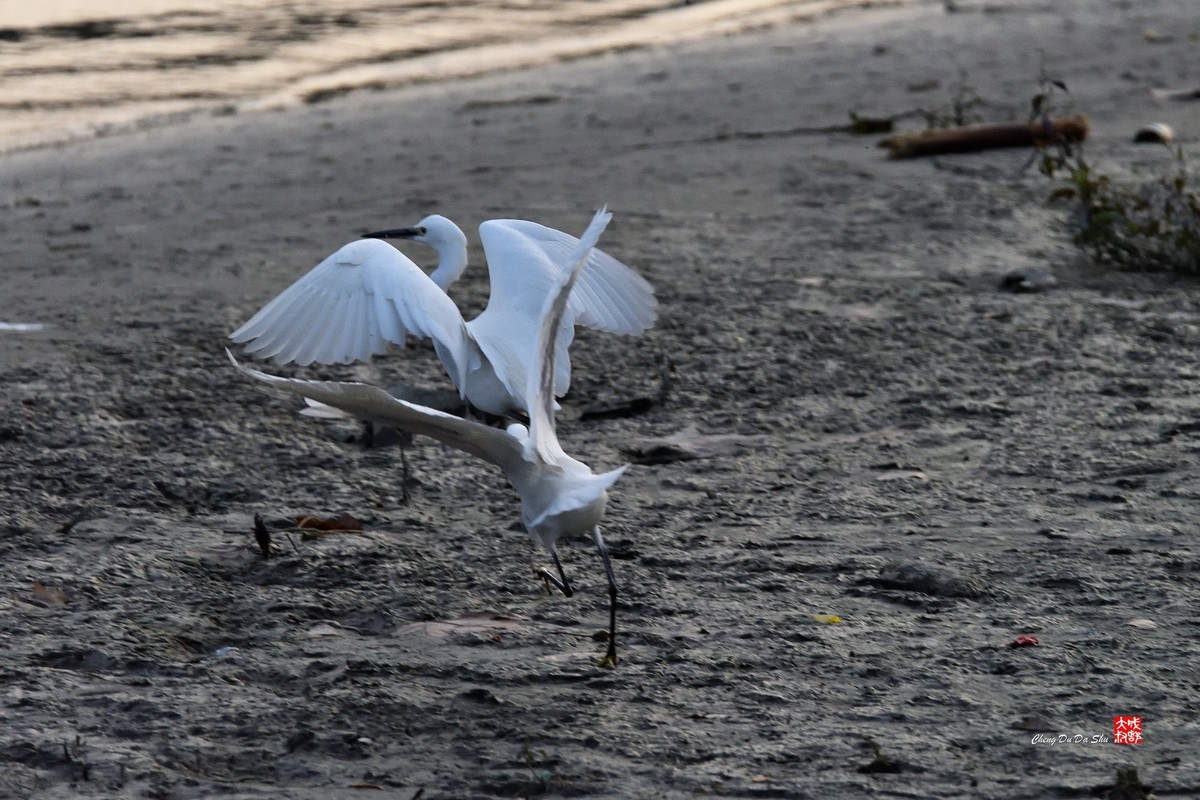 拍鹭纪实【269】