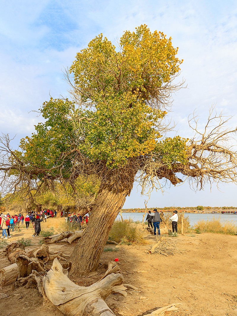 旅游记录：内蒙古 · 额济纳 · 弱水胡杨景区