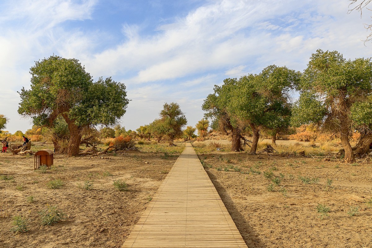 旅游记录：内蒙古 · 额济纳 · 弱水胡杨景区