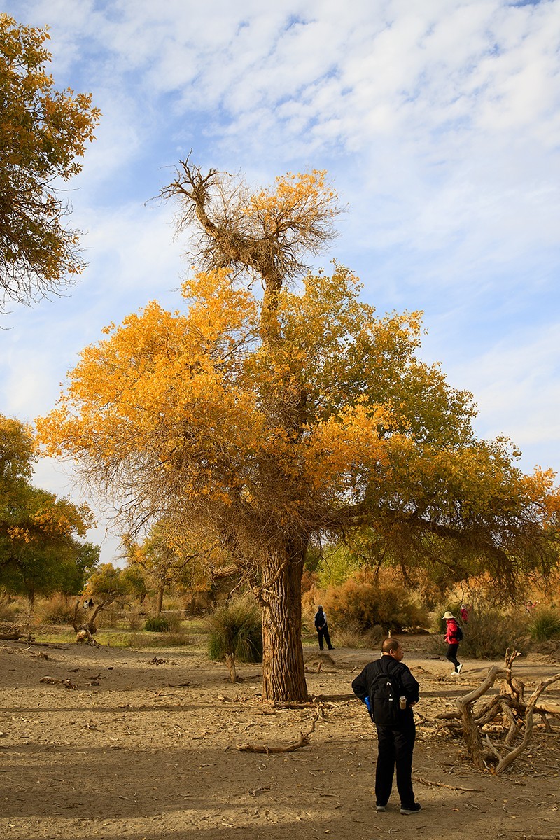 旅游记录：内蒙古 · 额济纳 · 弱水胡杨景区