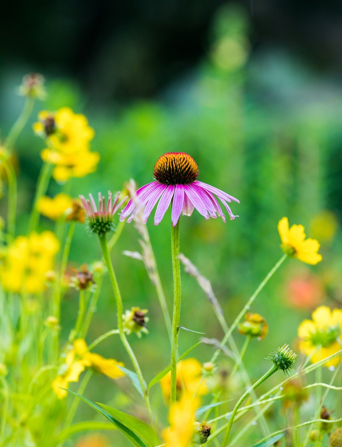 西安洨河公园的小花