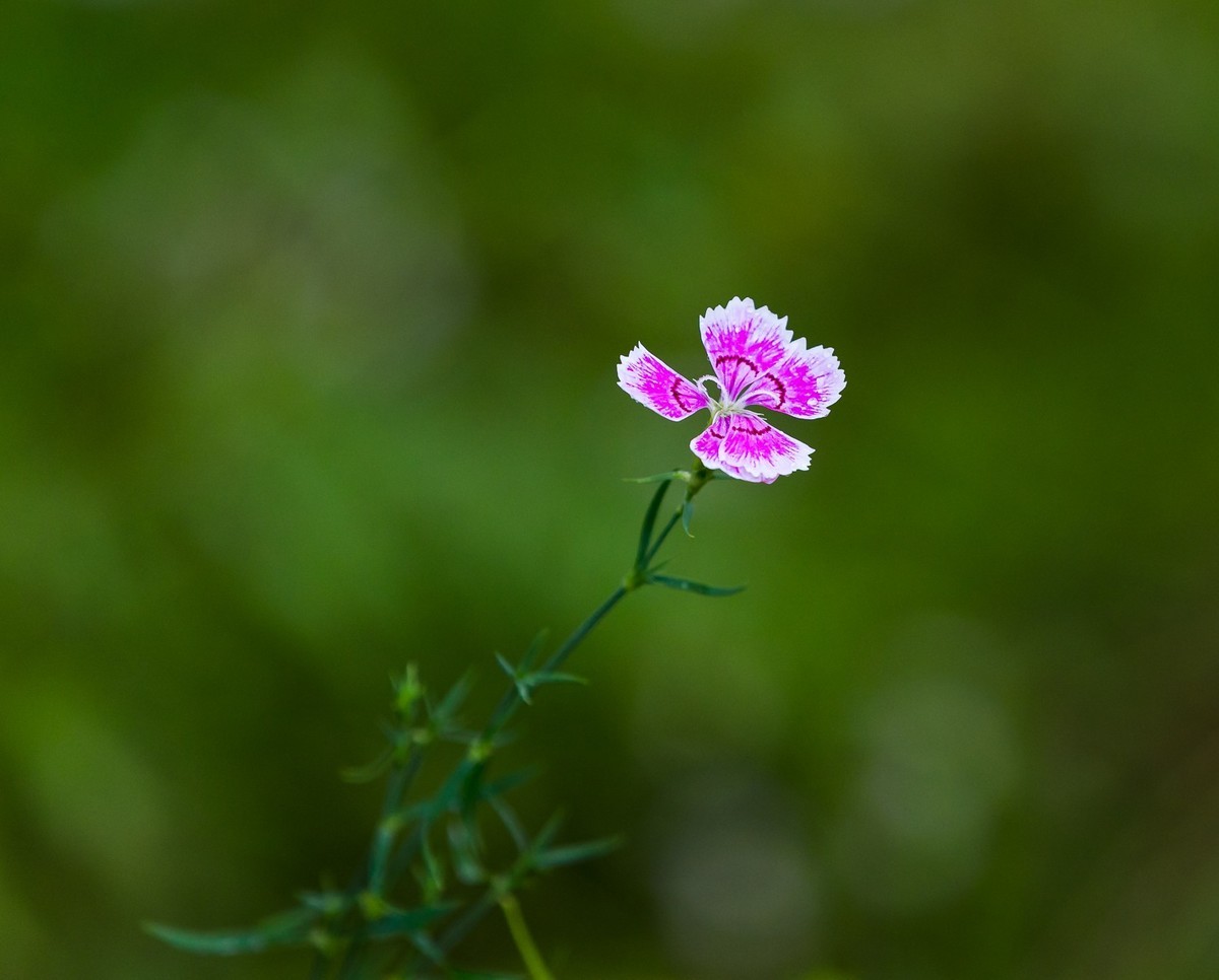 西安洨河公园的小花