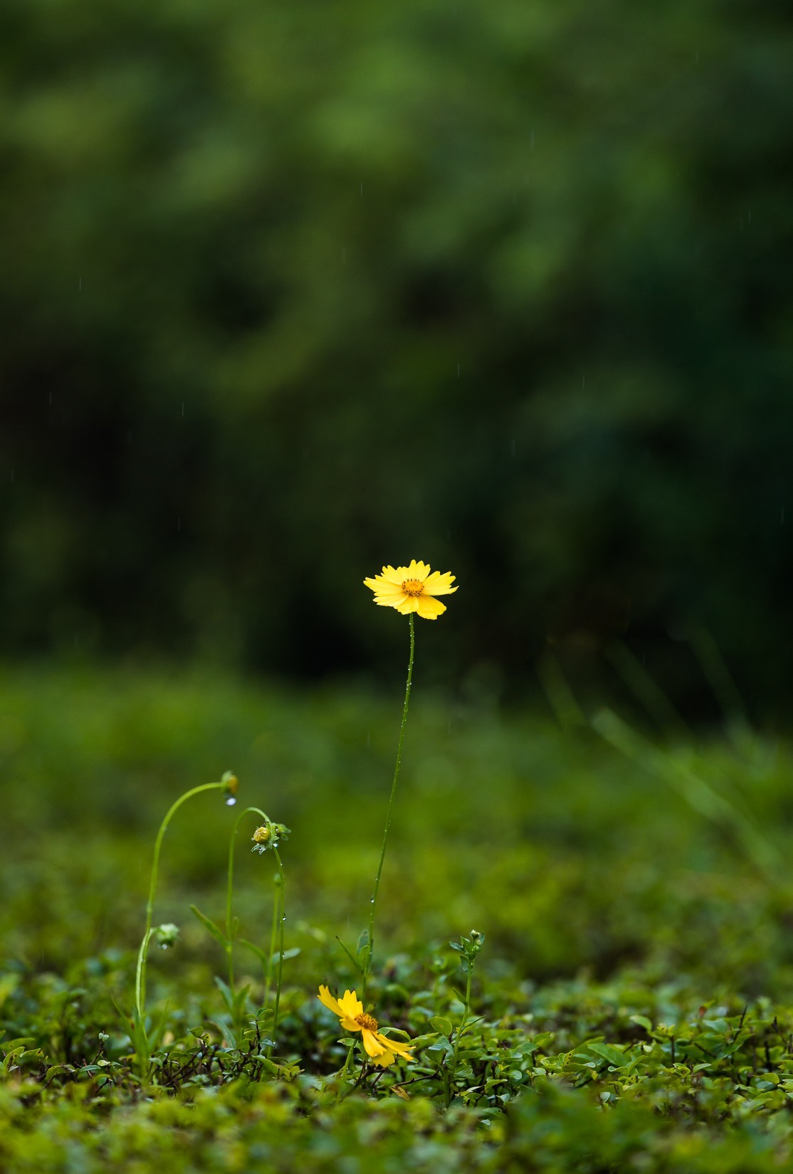 西安洨河公园的小花
