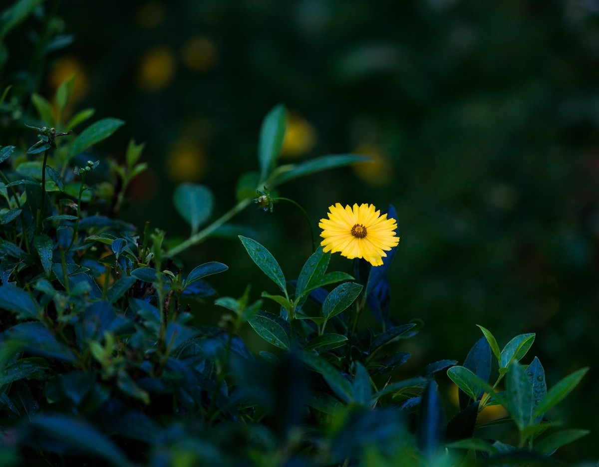 西安洨河公园的小花