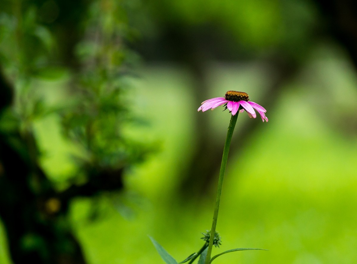 西安洨河公园的小花