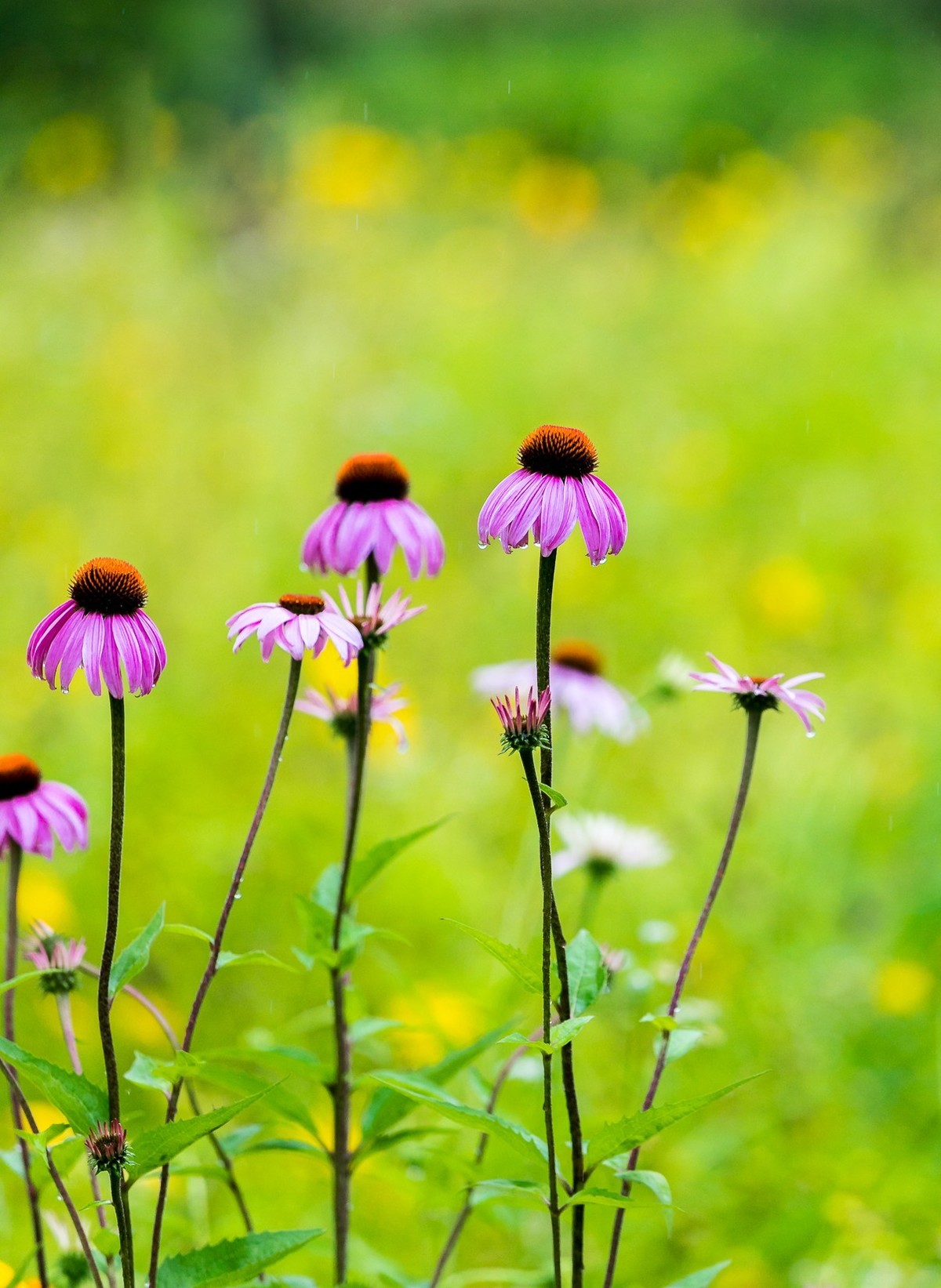西安洨河公园的小花