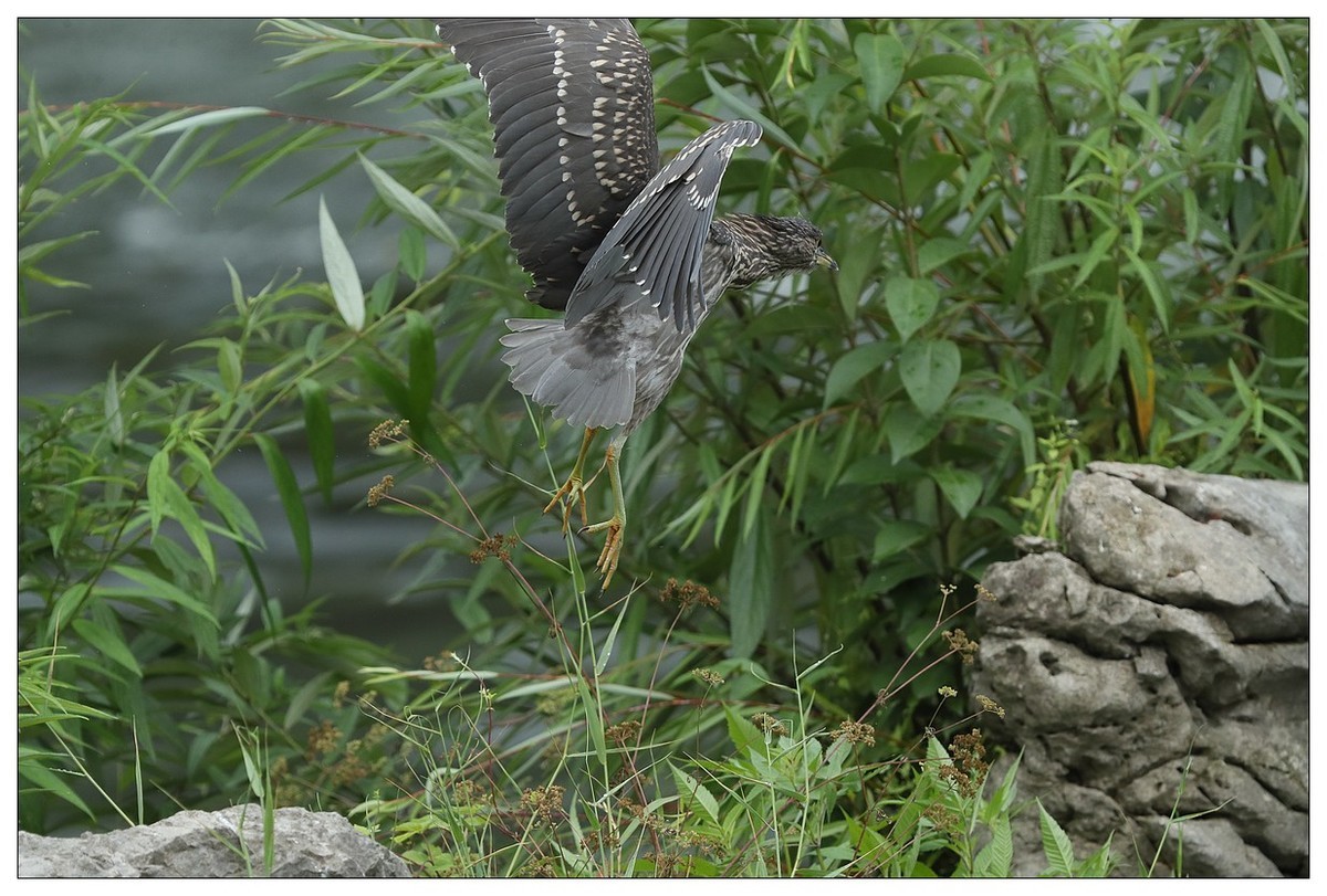 今年出生的一只夜鹭幼崽