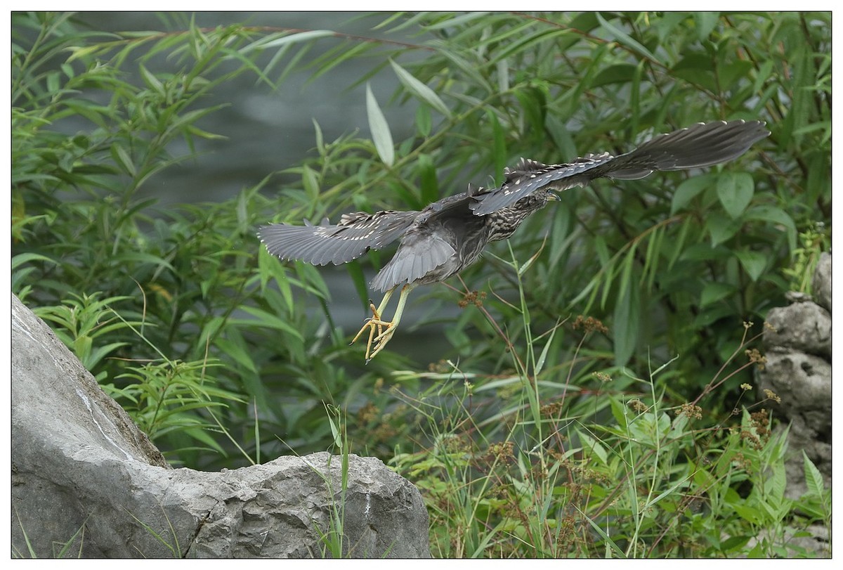 今年出生的一只夜鹭幼崽