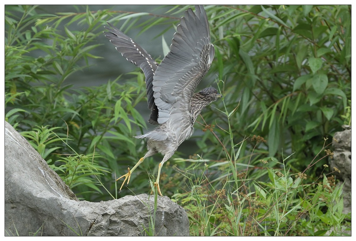 今年出生的一只夜鹭幼崽
